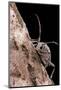 Saperda Octopunctata (Flat-Faced Longhorn Beetle)-Paul Starosta-Mounted Photographic Print