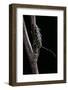 Saperda Scalaris (Flat-Faced Longhorn Beetle)-Paul Starosta-Framed Photographic Print