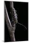 Saperda Scalaris (Flat-Faced Longhorn Beetle)-Paul Starosta-Mounted Photographic Print