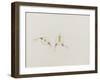 Saphenia Titania: Jellyfish-Philip Henry Gosse-Framed Giclee Print