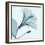 Saphire Love Hibiscus-Albert Koetsier-Framed Photographic Print