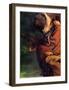 Sapho-Theodore Chasseriau-Framed Giclee Print