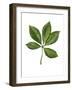 Sapindaceae Leaf of Yellow Buckeye Aesculus Flava-null-Framed Giclee Print