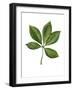 Sapindaceae Leaf of Yellow Buckeye Aesculus Flava-null-Framed Giclee Print