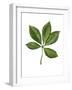 Sapindaceae Leaf of Yellow Buckeye Aesculus Flava-null-Framed Giclee Print