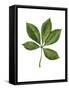 Sapindaceae Leaf of Yellow Buckeye Aesculus Flava-null-Framed Stretched Canvas