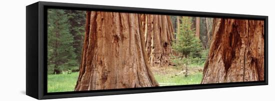 Sapling Among Full Grown Sequoias, Sequoia National Park, California, USA-null-Framed Stretched Canvas