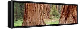 Sapling Among Full Grown Sequoias, Sequoia National Park, California, USA-null-Framed Stretched Canvas