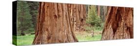 Sapling Among Full Grown Sequoias, Sequoia National Park, California, USA-null-Stretched Canvas