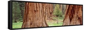 Sapling Among Full Grown Sequoias, Sequoia National Park, California, USA-null-Framed Stretched Canvas