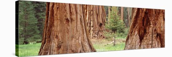 Sapling Among Full Grown Sequoias, Sequoia National Park, California, USA-null-Stretched Canvas