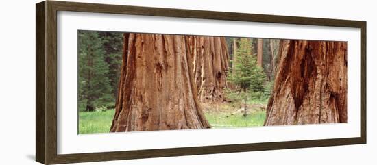 Sapling Among Full Grown Sequoias, Sequoia National Park, California, USA-null-Framed Photographic Print