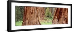 Sapling Among Full Grown Sequoias, Sequoia National Park, California, USA-null-Framed Photographic Print