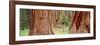 Sapling Among Full Grown Sequoias, Sequoia National Park, California, USA-null-Framed Photographic Print