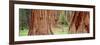 Sapling Among Full Grown Sequoias, Sequoia National Park, California, USA-null-Framed Photographic Print