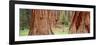 Sapling Among Full Grown Sequoias, Sequoia National Park, California, USA-null-Framed Photographic Print