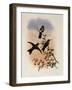 Sapphire-Vented Puffleg, Eriocnemis Sapphiropygia-John Gould-Framed Giclee Print