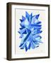 Sapphire-Cat Coquillette-Framed Premium Giclee Print