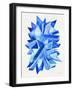 Sapphire-Cat Coquillette-Framed Giclee Print