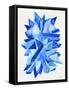 Sapphire-Cat Coquillette-Framed Stretched Canvas