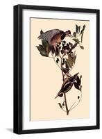 Sapsuckers-John James Audubon-Framed Giclee Print