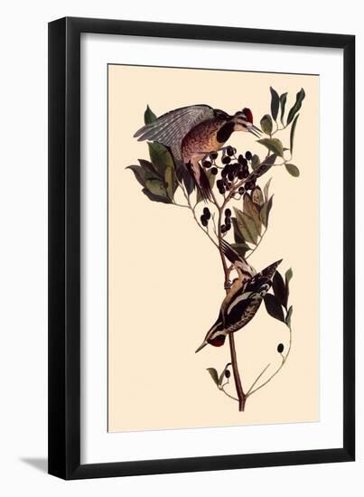 Sapsuckers-John James Audubon-Framed Giclee Print