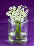 Ramsons (Wild Garlic) Flowers in a Glass-Sara Jones-Photographic Print
