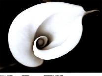 Calla Lily II-Sara Liu-Stretched Canvas