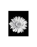 Gerbera-Sara Liu-Laminated Art Print