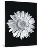 Gerbera-Sara Liu-Laminated Art Print