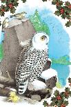 Christmas Snow Owl-Sara Pierce-Art Print