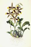 Sobralia Macrantha, C.1837-43-Sarah Ann Drake-Mounted Giclee Print