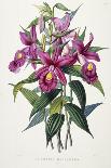 Sobralia Macrantha, C.1837-43-Sarah Ann Drake-Framed Giclee Print