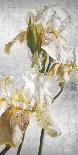 Romantic Roses-Sarah Caswell-Giclee Print