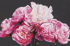 Pink Peonies-Sarah Caswell-Giclee Print