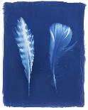 Woodland Bird's Feathers-Sarah Cheyne-Giclee Print