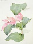 Helleborus orientalio and Helleborus niger-Sarah Creswell-Giclee Print