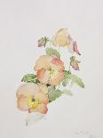 Helleborus Atrorubens-Sarah Creswell-Giclee Print