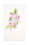 Hibiscus Rosa-Sinensis-Sarah Creswell-Giclee Print