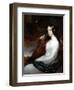 Sarah Curran Playing The Harp, 1800-William Beechey-Framed Giclee Print