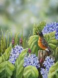 Robin with Hydrangeas-Sarah Davis-Giclee Print