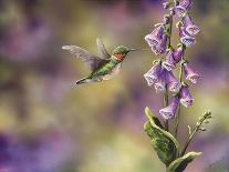 Robin with Hydrangeas-Sarah Davis-Giclee Print