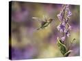 Stretched Canvas