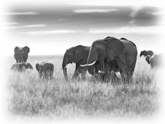 Photographic Print, , large