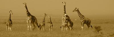 Giraffes-Sarah Farnsworth-Framed Stretched Canvas