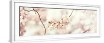 White Frame