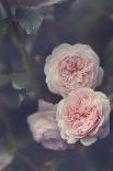 Blushing Blossoms-Sarah Gardner-Art Print