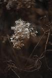 Nature Fade - Beam-Sarah Hart Morgan-Framed Limited Edition
