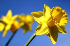 Daffodil Line-Sarah O'Toole-Photographic Print