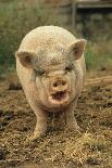 Domestic Pig, Pot-bellied sow, standing on straw, with mouth open-Sarah Rowland-Framed Stretched Canvas